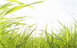 zelená tráva tapety (1) #13