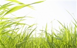 Green Grass обои (1) #13