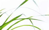 Green Grass wallpaper (1) #14