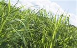 Green Grass обои (1) #18