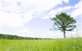 Green Grass wallpaper (2)