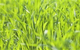 Green Grass обои (2) #2