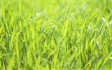 zelená tráva tapetu (2) #3