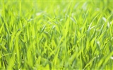 Green Grass обои (2) #3