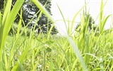 Green Grass обои (2) #5