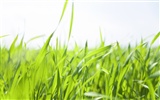 Green Grass обои (2) #6