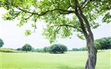 Green Grass wallpaper (2) #7