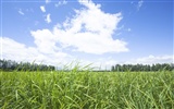 Green Grass обои (2) #9