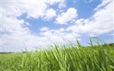 Green Grass wallpaper (2) #10