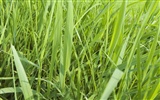 zelená tráva tapetu (2) #11