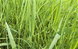 Green Grass wallpaper (2) #11