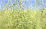 Green Grass обои (2) #12