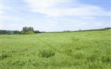 Green Grass обои (3) #2