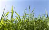 Green Grass обои (3) #4