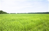 Green Grass обои (3) #5