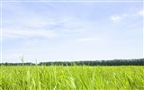 Green Grass обои (3) #6