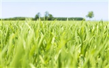 Green Grass обои (3) #9