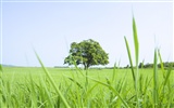 Green Grass wallpaper (3) #11