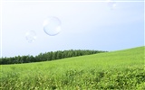 Green Grass обои (3) #13