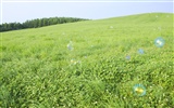 Green Grass обои (3) #14