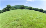 Green Grass Wallpaper (3) #15