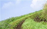 Green Grass wallpaper (3) #18