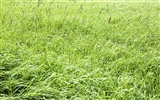 Green Grass обои (3) #19