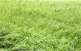 Green Grass wallpaper (3) #19