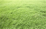 Green Grass обои (3) #20