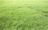 Green Grass wallpaper (3) #20