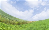 Green Grass wallpaper (4)