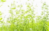 綠色草地(四) #4