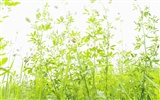 Green Grass wallpaper (4) #4