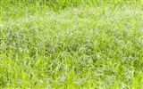 zelená tráva tapetu (4) #7