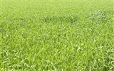 Green Grass обои (4) #8
