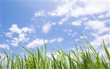 Green Grass wallpaper (4) #10