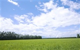 Green Grass обои (4) #12