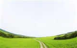 Green Grass wallpaper (4) #13