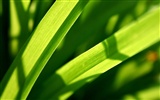 Vista Plant wallpaper (2) #9