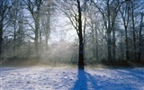 Nieve fondos de escritorio de los bosques (3)