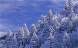forêt, la neige fond d'écran (3) #2