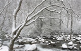 forêt, la neige fond d'écran (3) #12