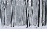 雪の林の壁紙(3) #13