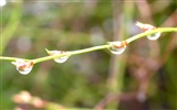 Vista 植物壁紙(三) #6