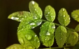 Vista Wallpaper plantes (3) #9