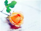 Rose Foto Wallpaper (1) #18