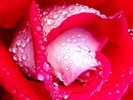 Rose Photo Wallpaper (1) #19