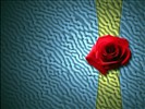 Rose Photo Wallpaper (1) #21