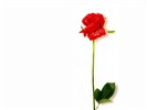 Rose Photo Wallpaper (1) #22