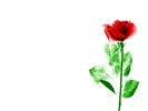 Rose Foto Wallpaper (1) #24